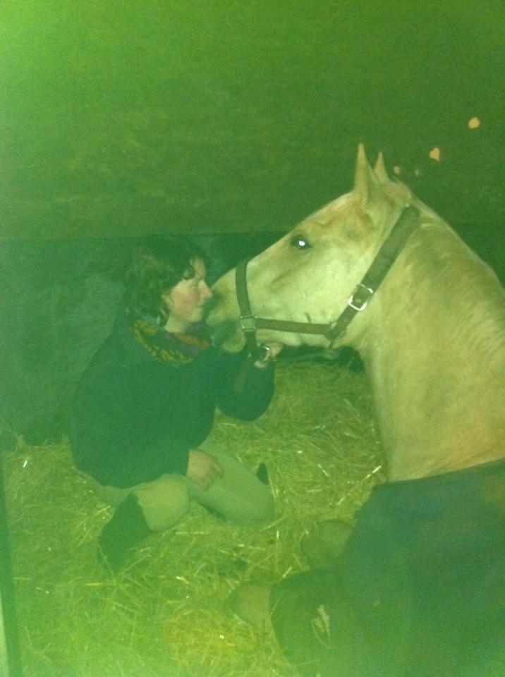 Palomino Accoy of Twilight billede 2