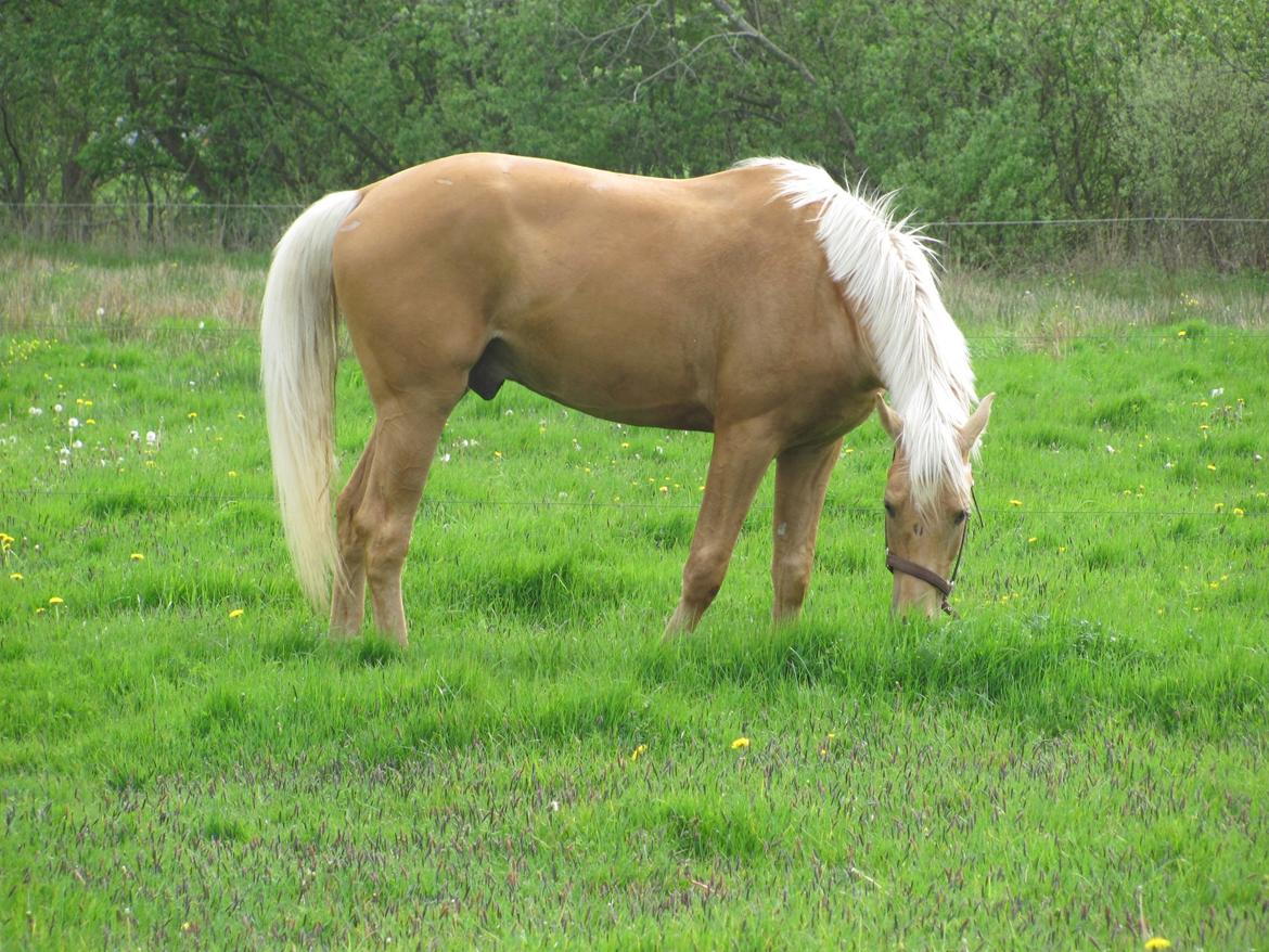 Palomino Accoy of Twilight billede 3