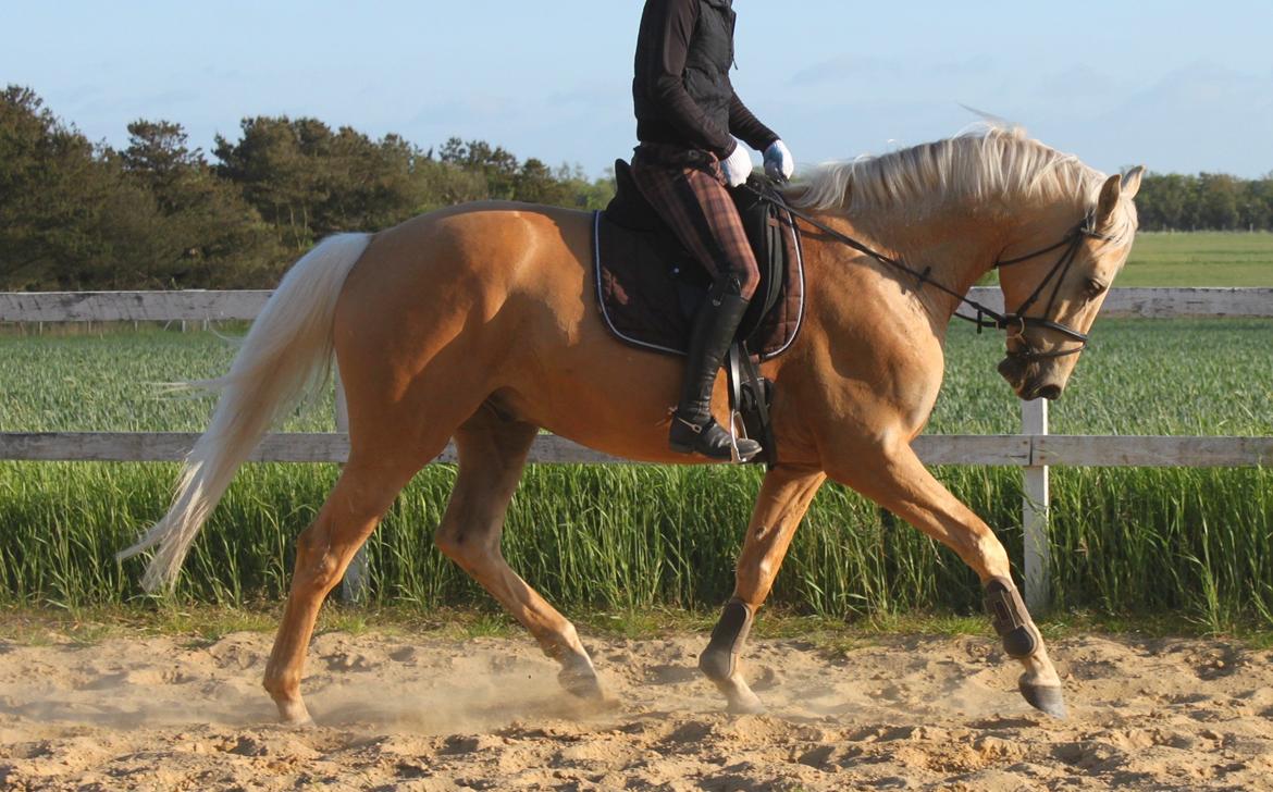 Palomino Accoy of Twilight billede 6