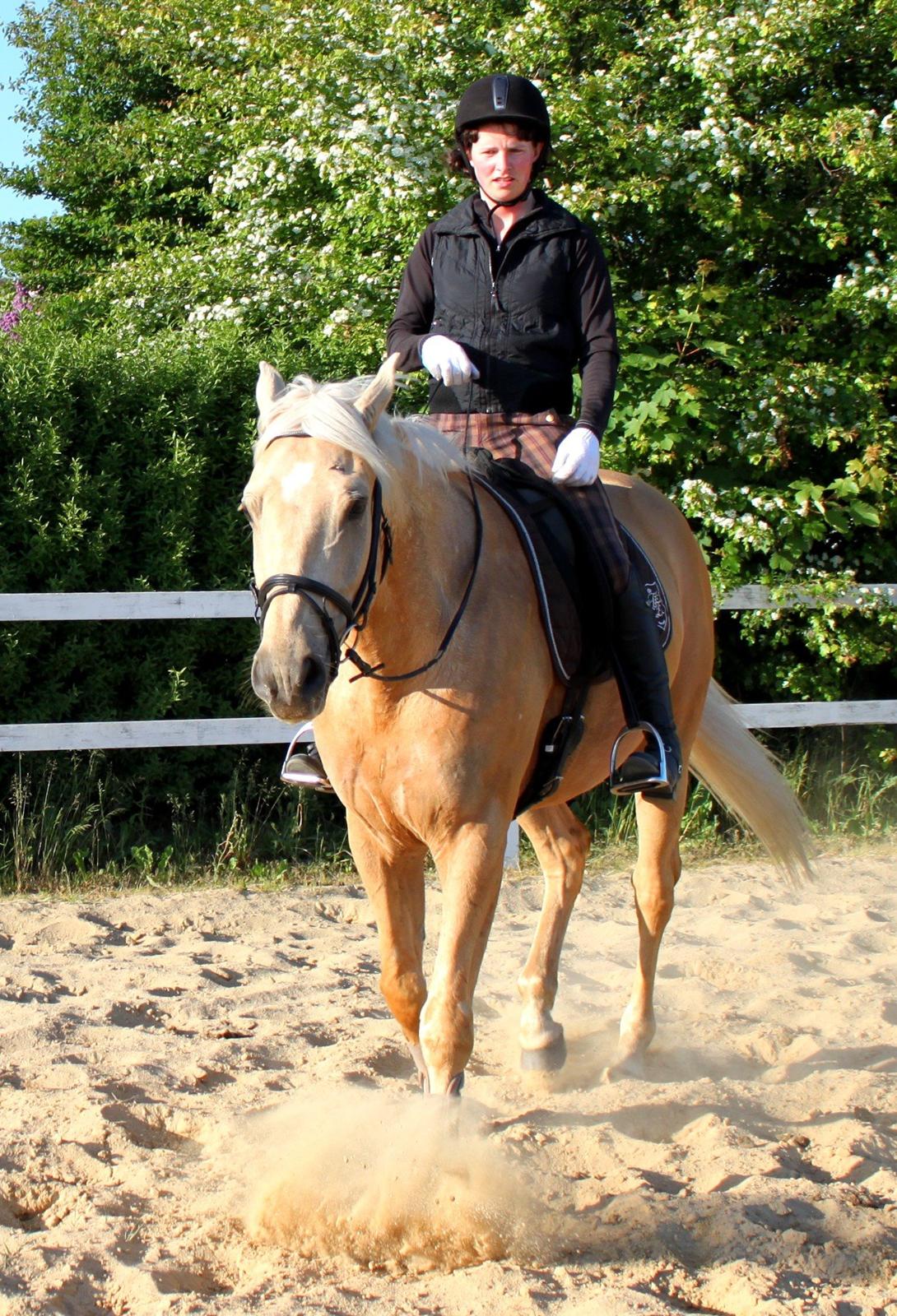 Palomino Accoy of Twilight billede 7