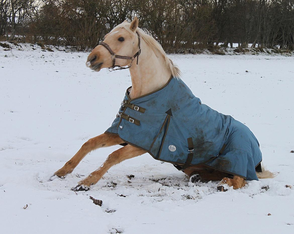 Palomino Accoy of Twilight billede 11