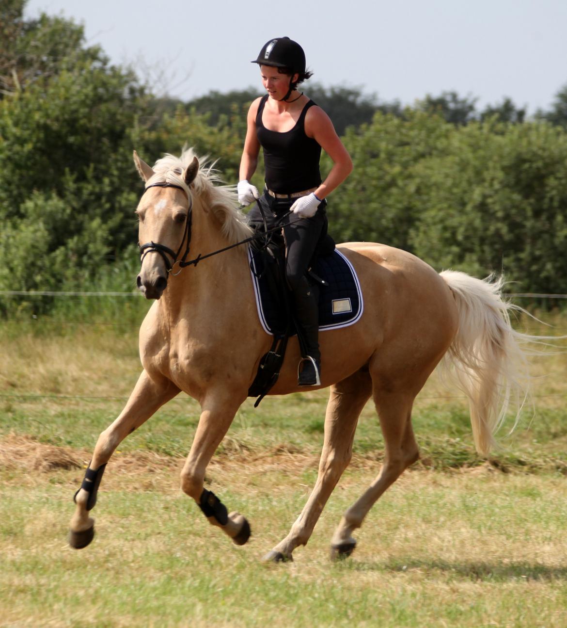 Palomino Accoy of Twilight billede 12