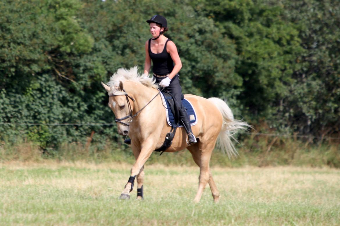 Palomino Accoy of Twilight billede 13