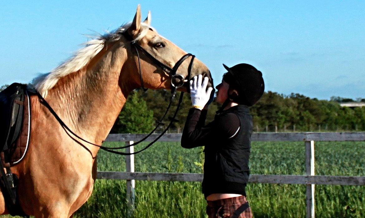 Palomino Accoy of Twilight billede 16