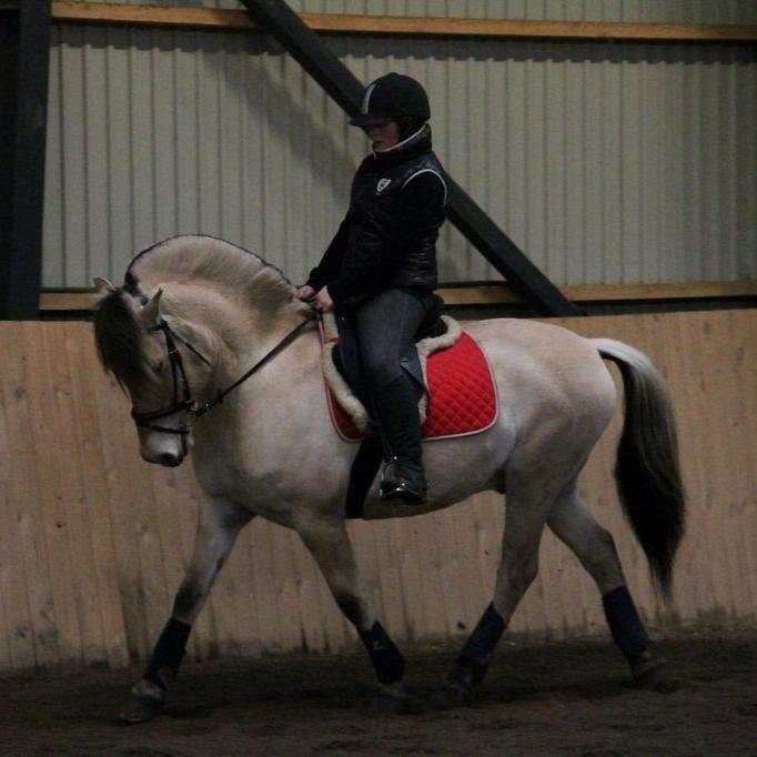 Fjordhest Tango!&lt;3 - Elsker!&lt;3 billede 2