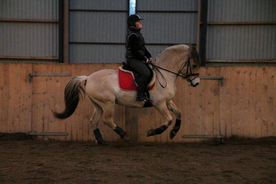 Fjordhest Tango!&lt;3 - Dressur tr&#230;ning&lt;3 billede 23