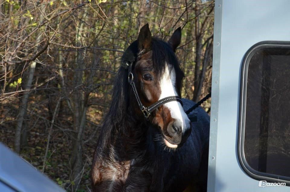 Pinto Pandora<3 billede 13