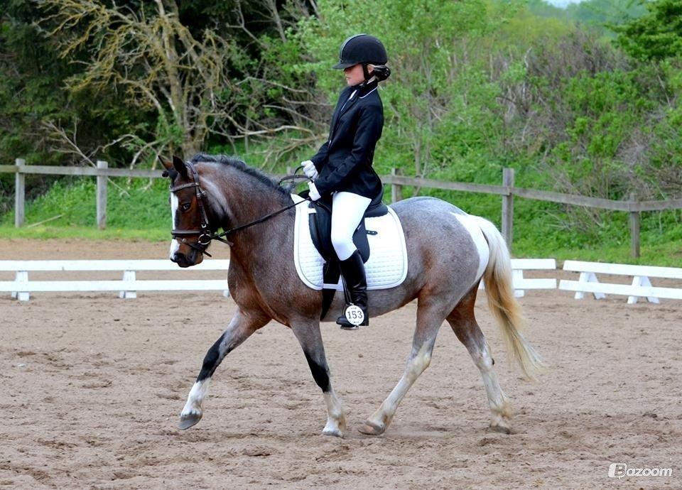 Pinto Pandora<3 billede 6