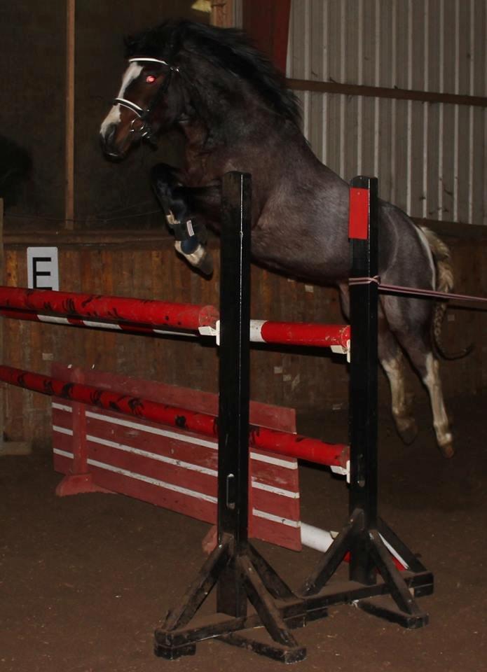 Pinto Pandora<3 billede 2