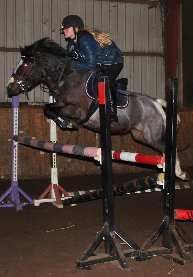 Pinto Pandora<3 billede 3