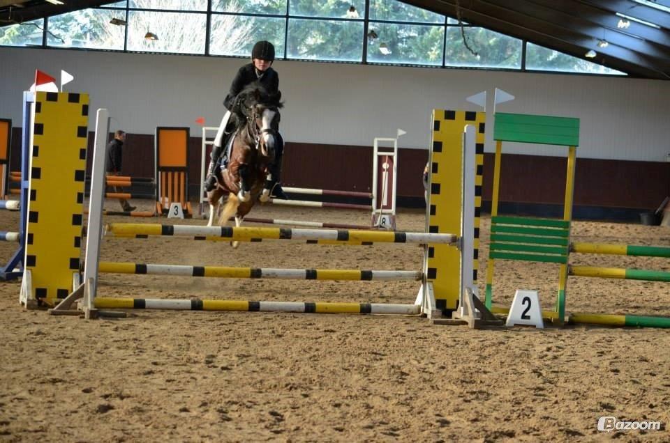 Pinto Pandora<3 billede 1