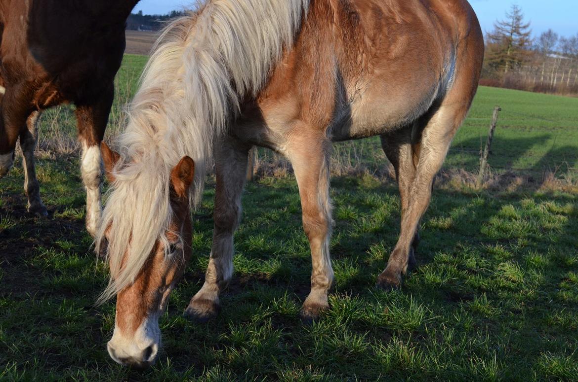 Haflinger Victoria billede 1