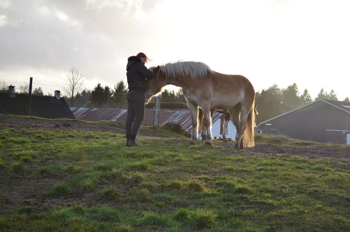 Haflinger Victoria billede 11