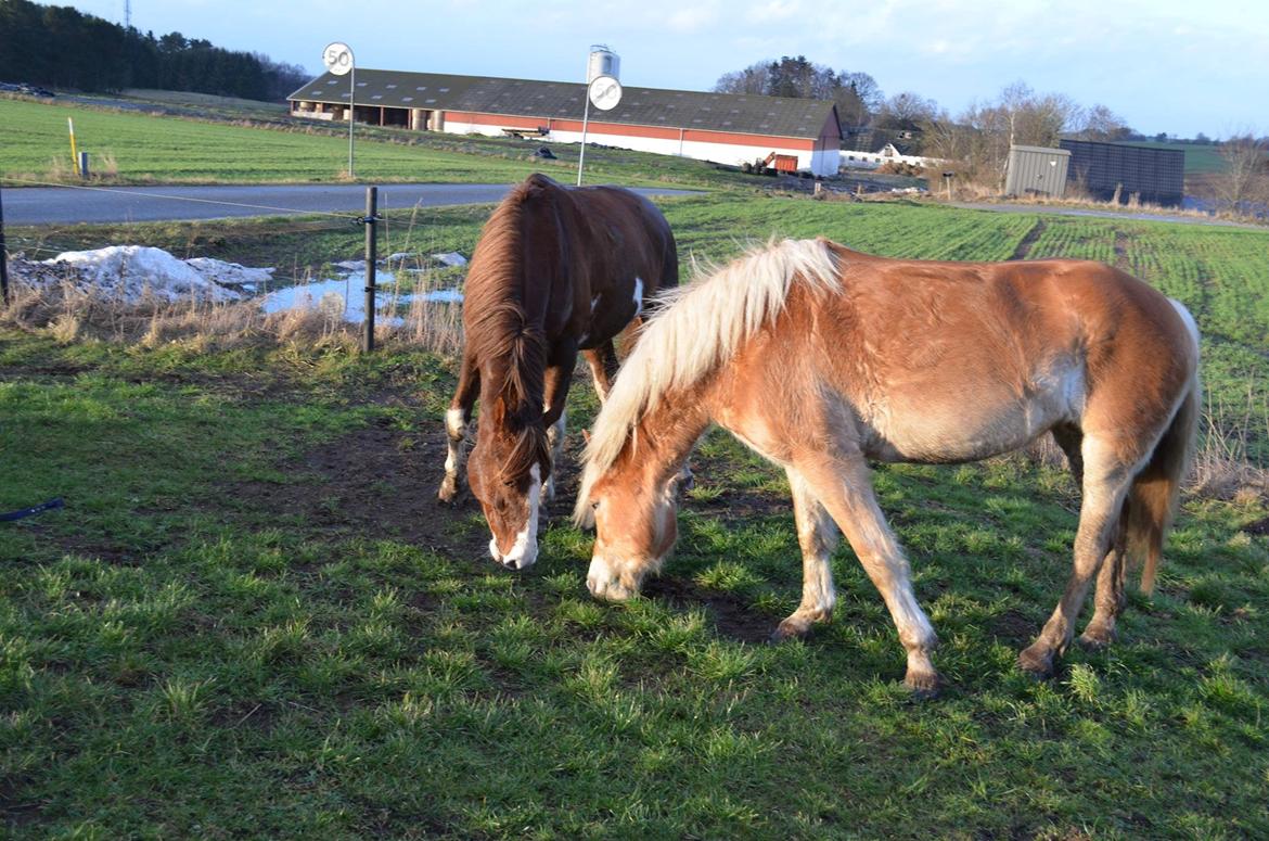 Haflinger Victoria billede 12