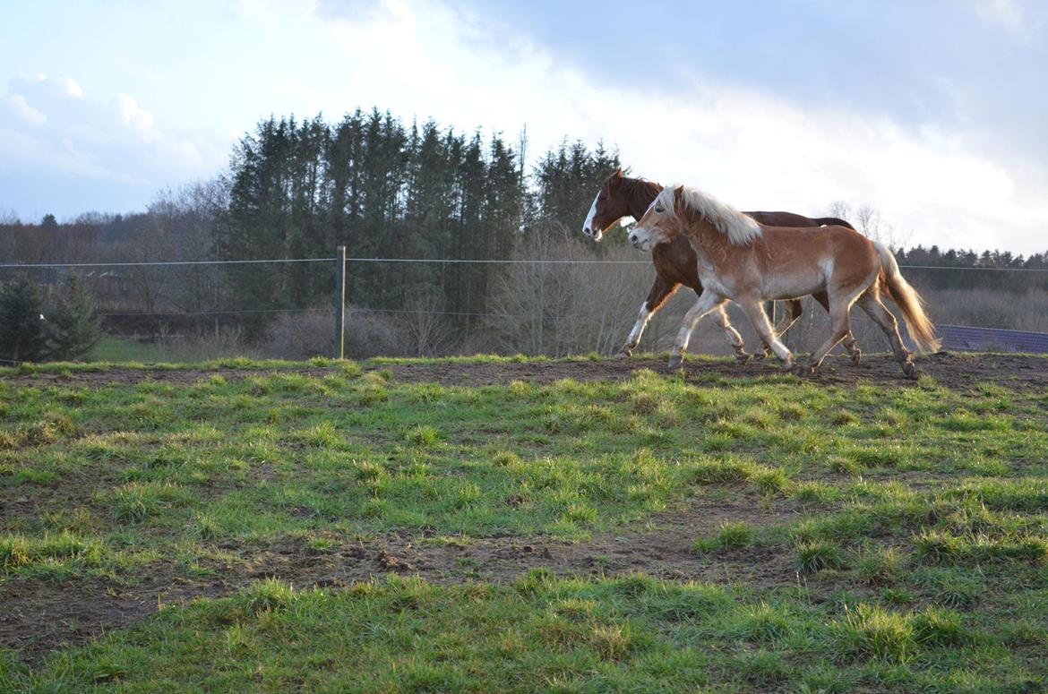 Haflinger Victoria billede 14