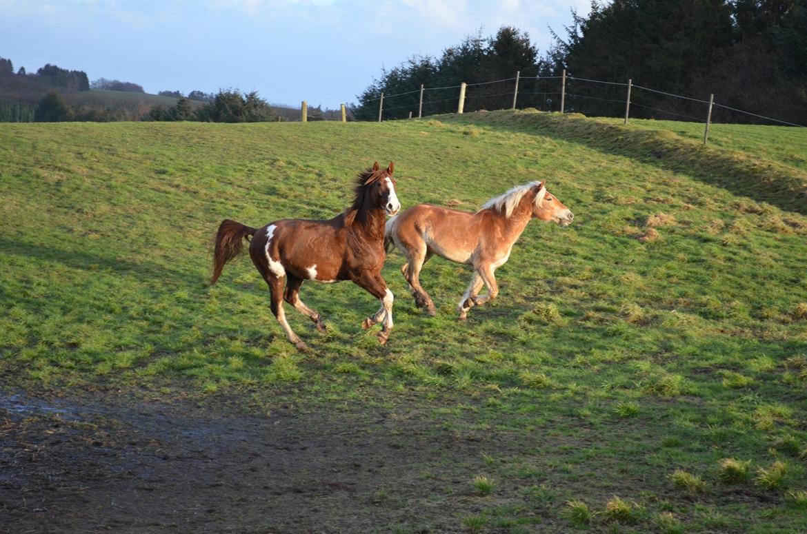 Haflinger Victoria billede 13