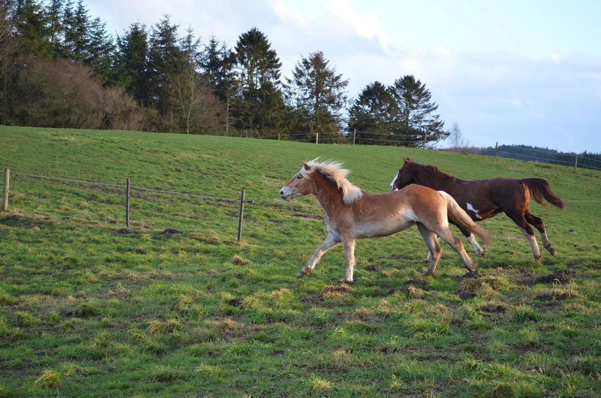 Haflinger Victoria billede 15
