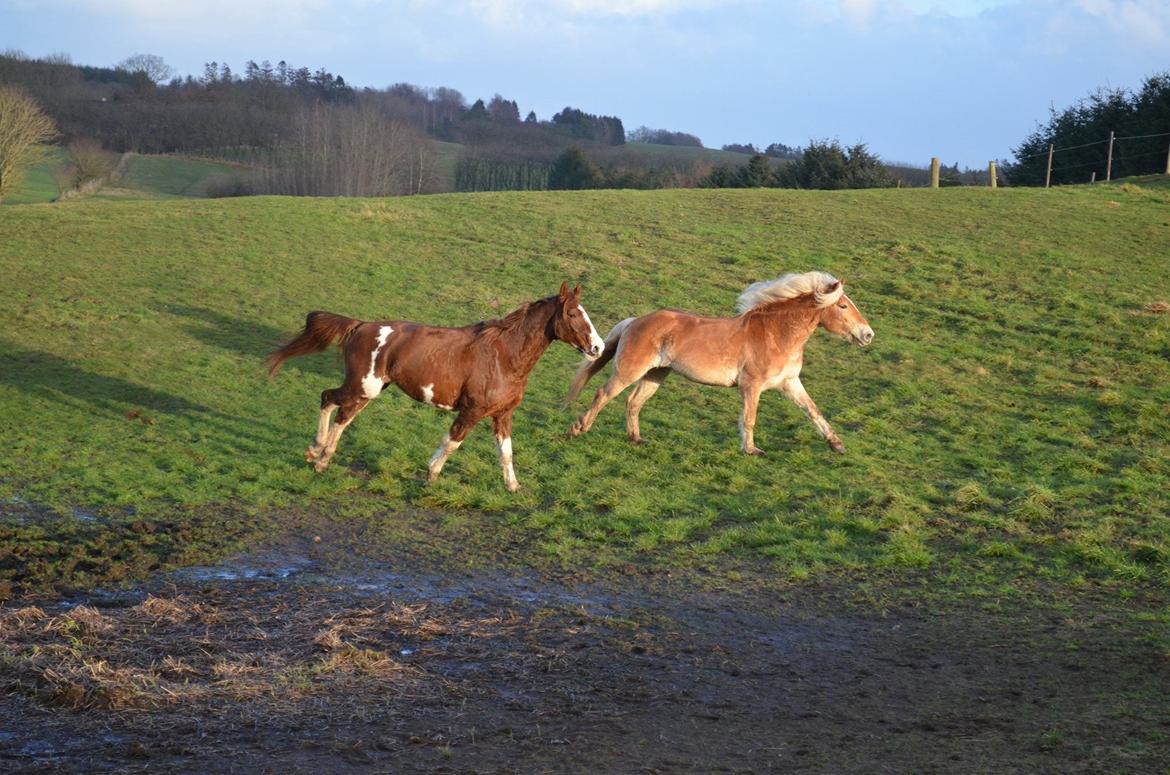 Haflinger Victoria billede 16