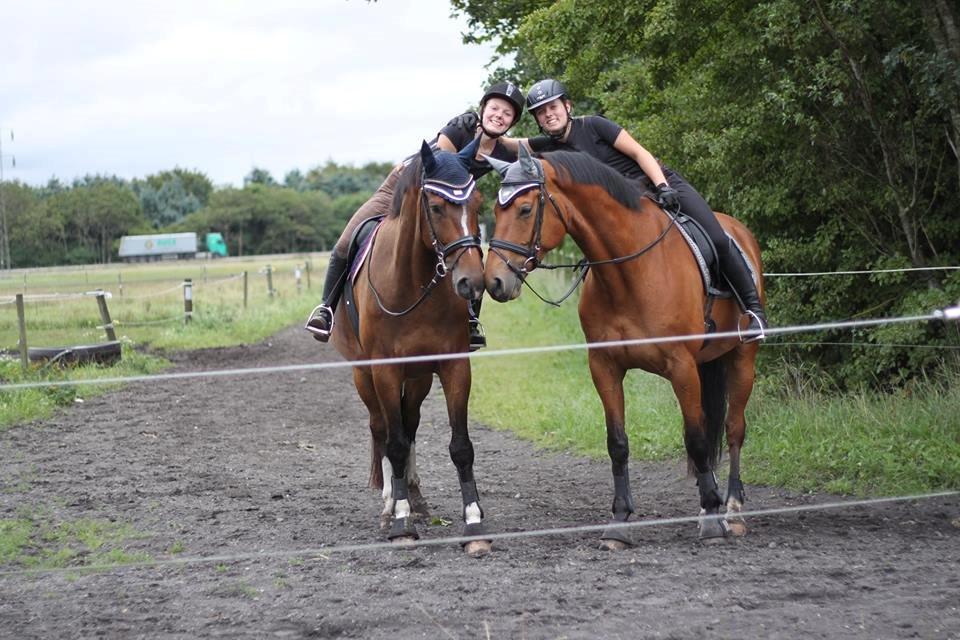 Dansk Varmblod Saksgaards Light Foot #Klubmester# billede 18