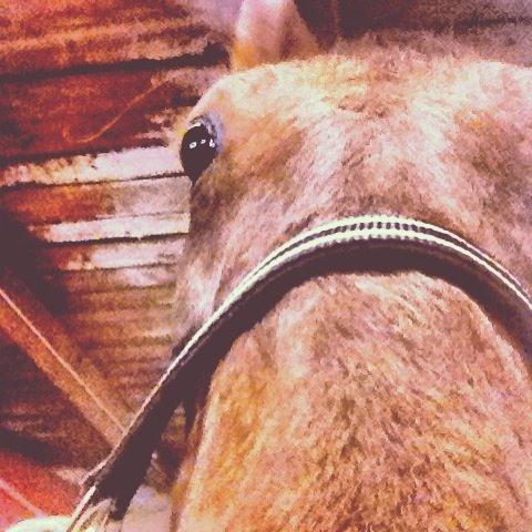 Traver Darling billede 16