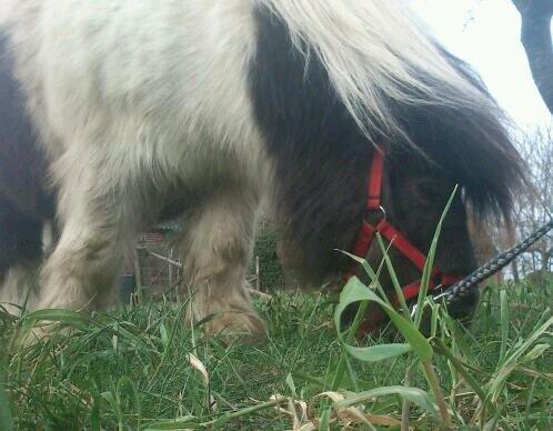 Shetlænder Topper billede 11