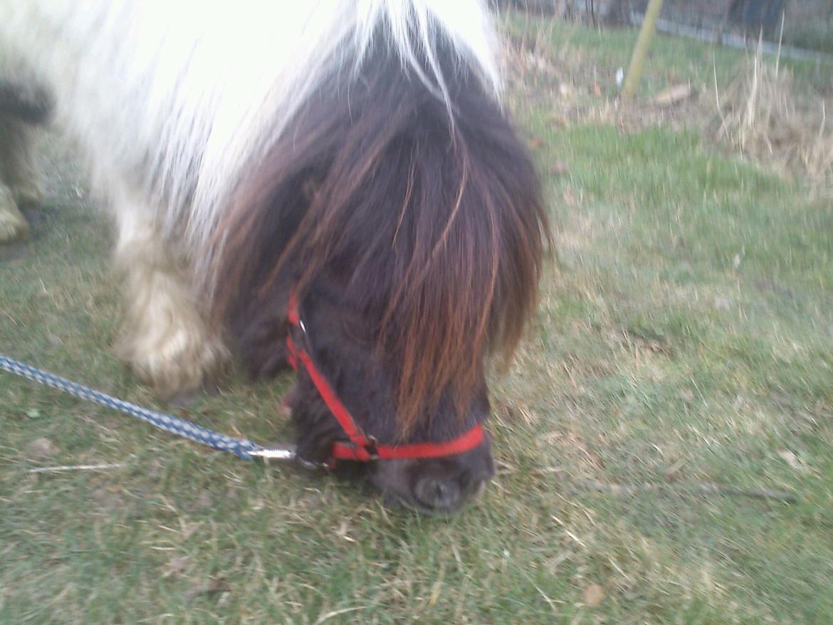 Shetlænder Topper billede 12