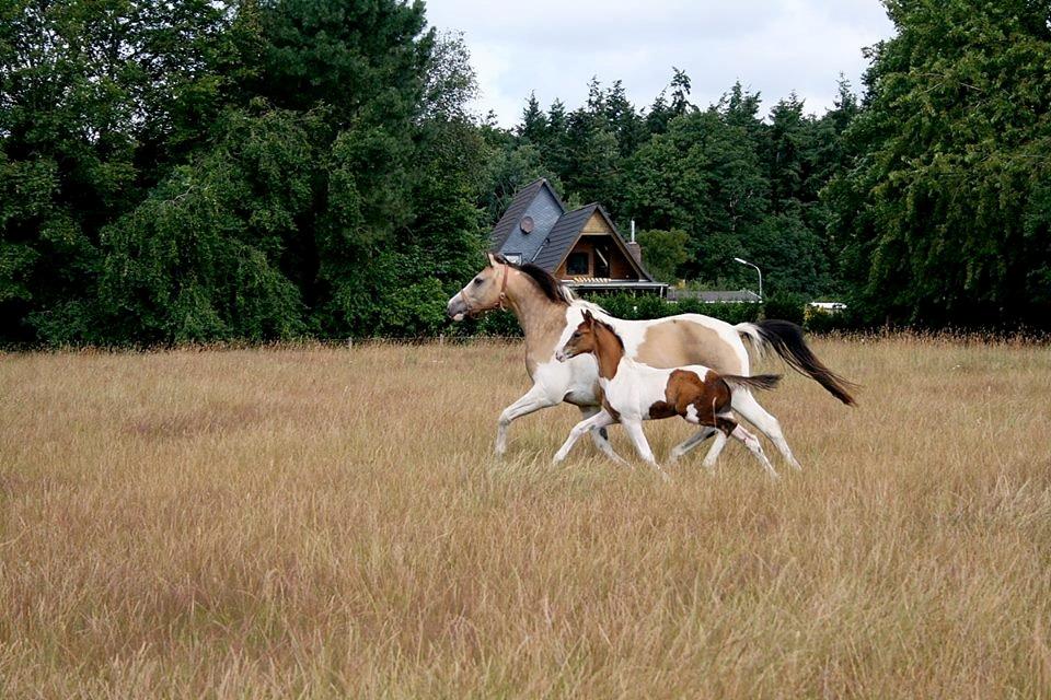 Pinto Soel'rings Chardonnay billede 14