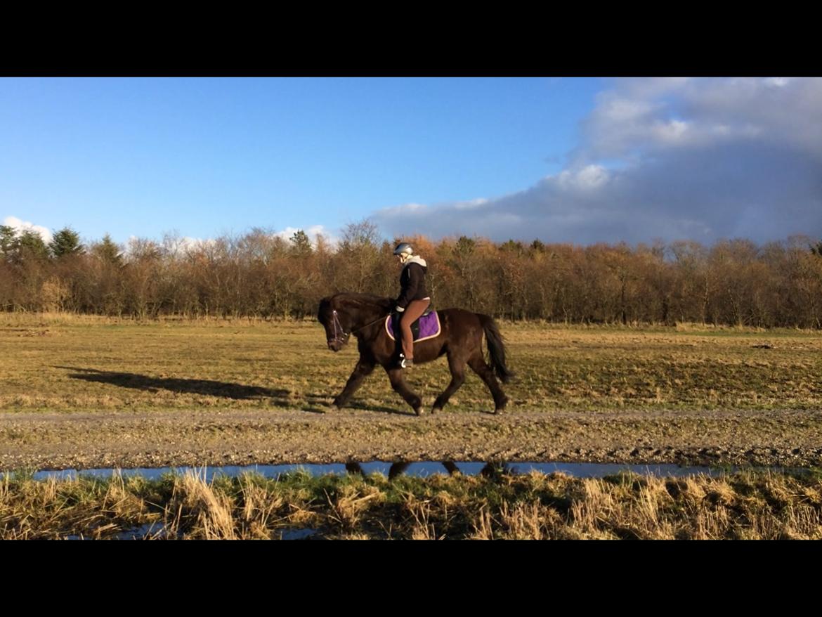 Islænder Ösp frá Ey I - Så kom der holdning på traven - 17/02-2014 billede 11