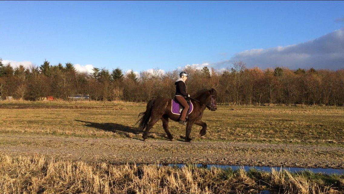 Islænder Ösp frá Ey I - Arbejdstempo tølt i holdning 17/02-2014 billede 10