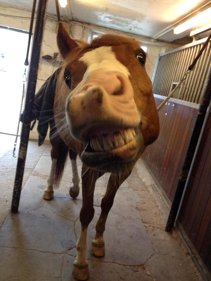 Palomino Marielyst Mr. Perfect billede 2