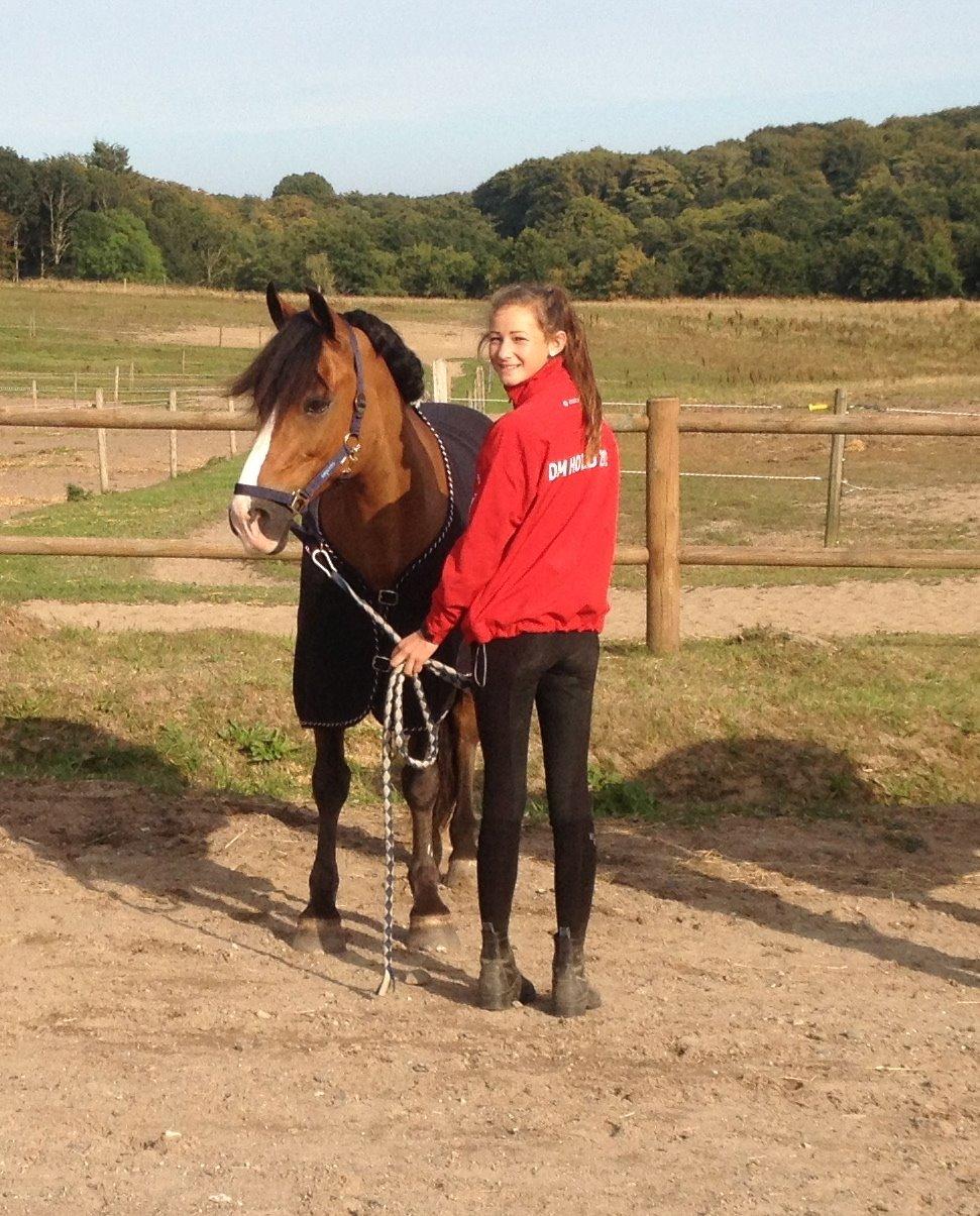 Welsh Cob (sec D) Fjordglimt Mr. Kennedy billede 17