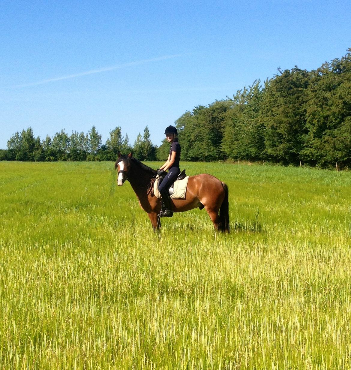 Welsh Cob (sec D) Fjordglimt Mr. Kennedy billede 16