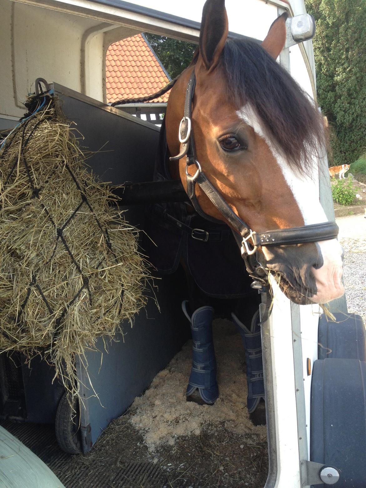 Welsh Cob (sec D) Fjordglimt Mr. Kennedy billede 19