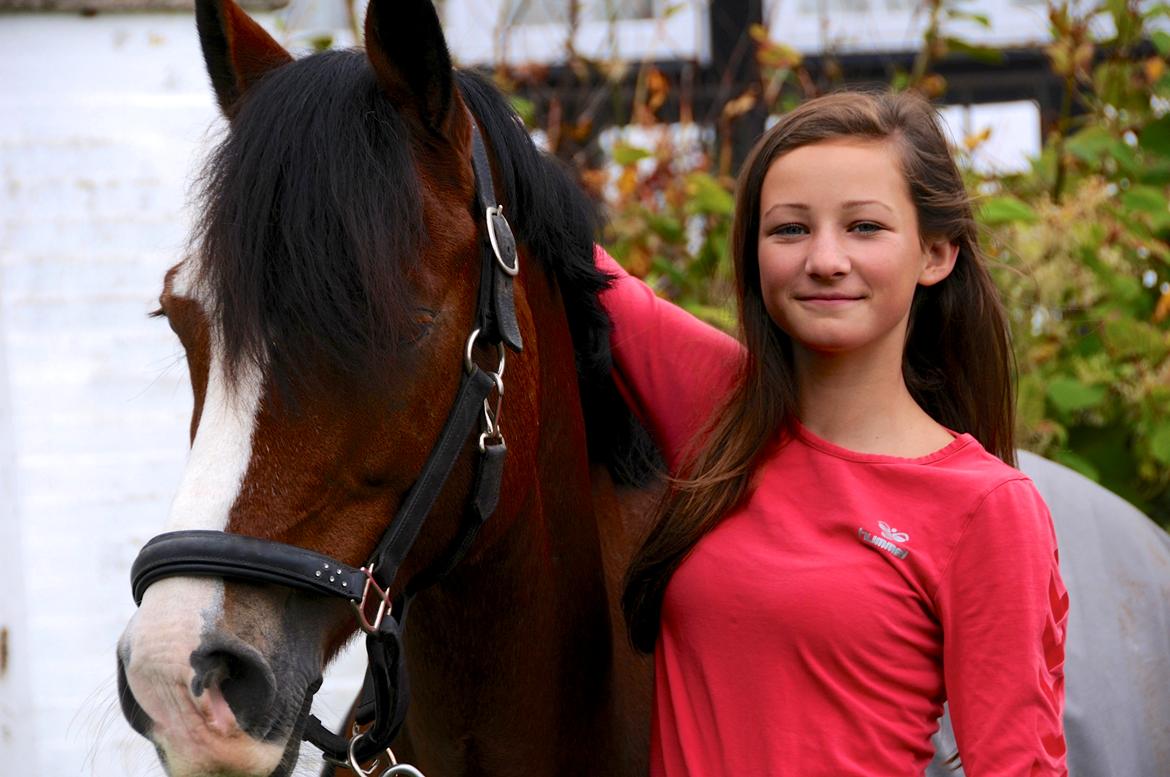 Welsh Cob (sec D) Fjordglimt Mr. Kennedy billede 10