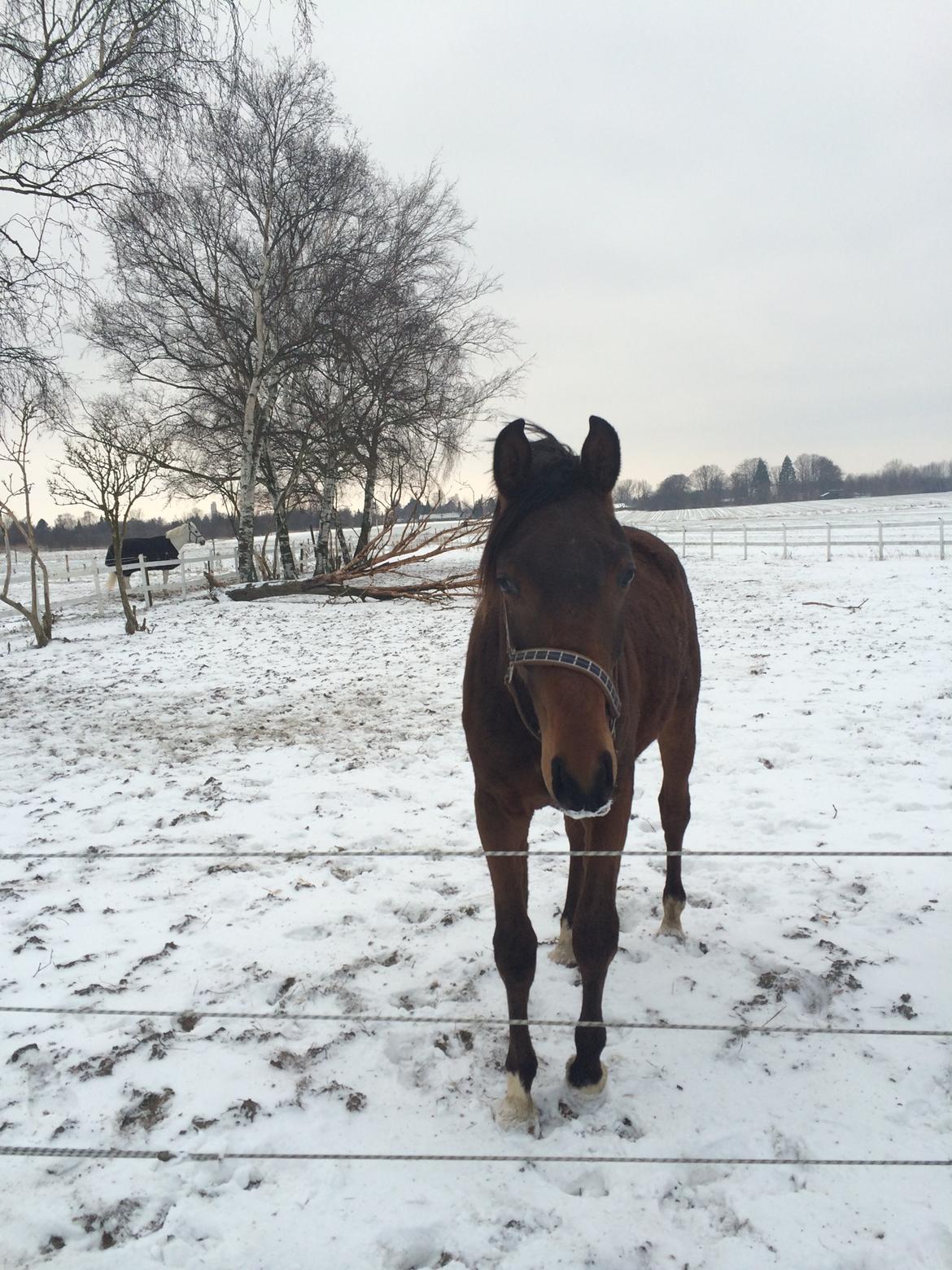 Hannoveraner Fürst Fernando - Fernando i Febuar måned 2014 billede 14