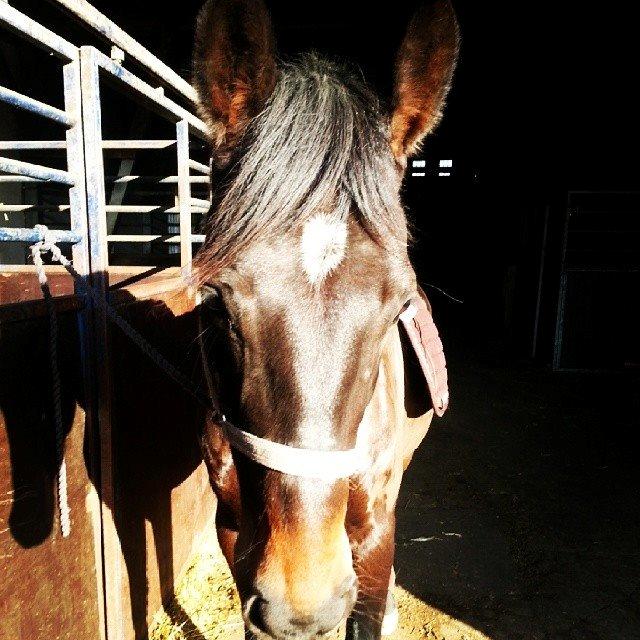 Anden særlig race ¤Melissa¤ billede 38