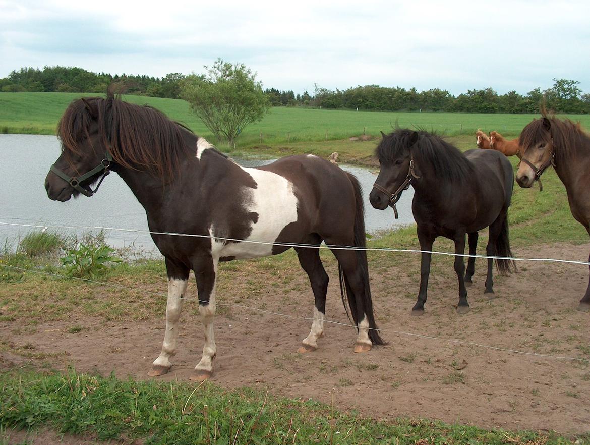 Islænder Glanni( Glans ) - Dette er Glannis far Lundi. billede 4