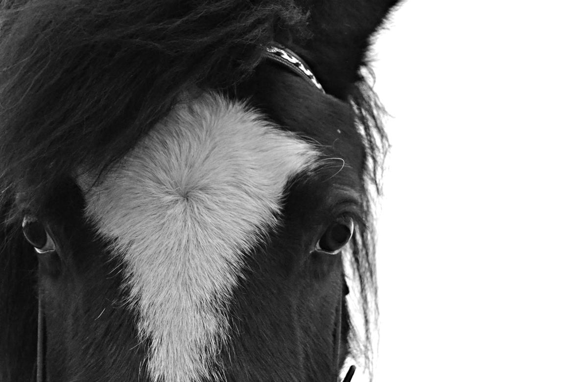 Islænder Glanni( Glans ) - Smukke hest! :) billede 1