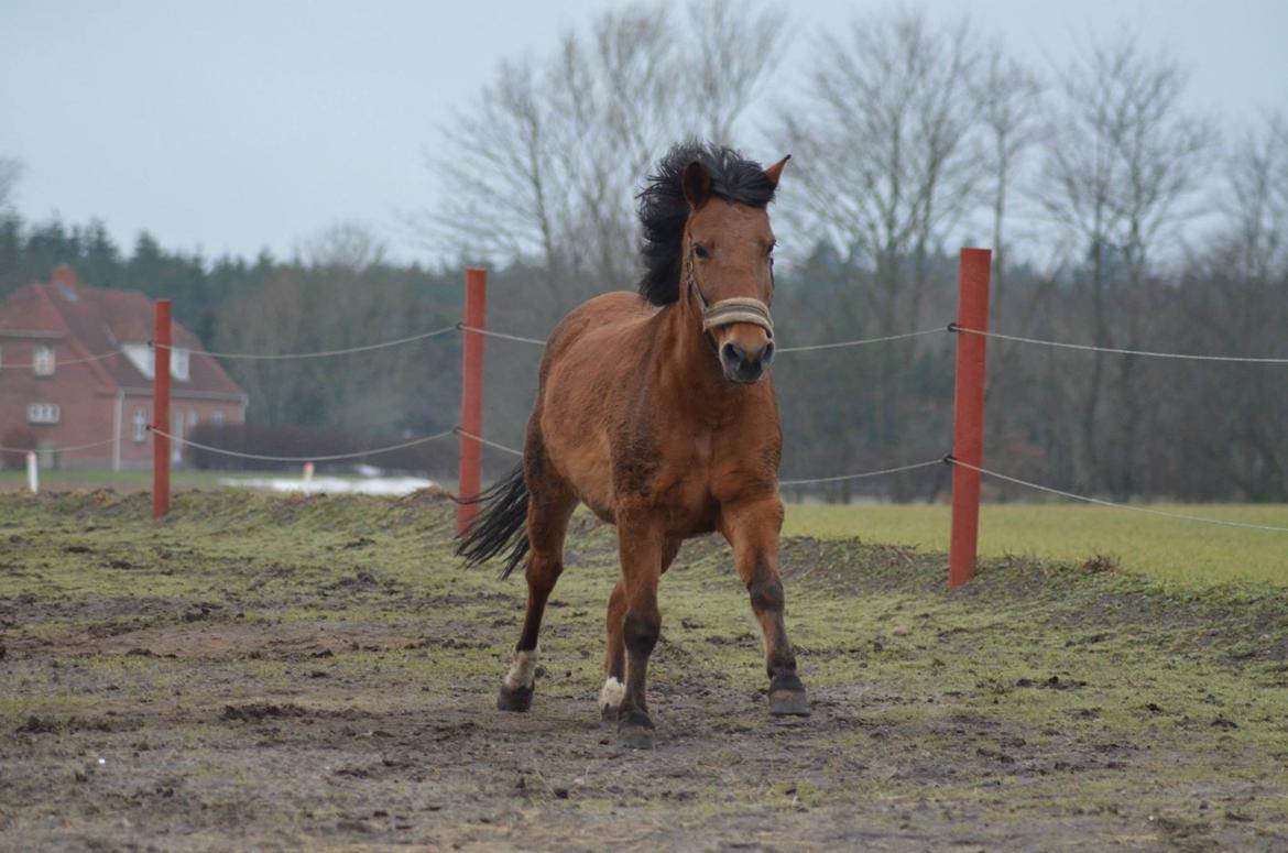 Anden særlig race Flicka billede 3