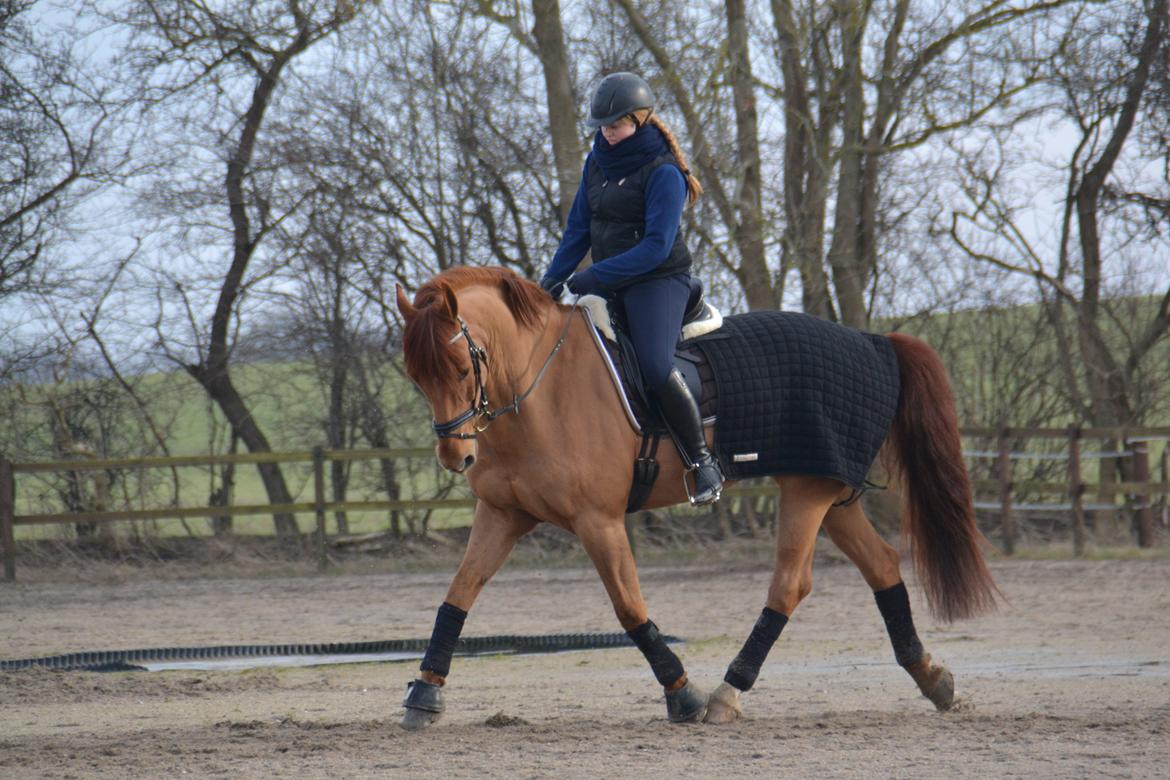 Frederiksborg Macon <3 - 18 Februar 2014. Foto// Signe Lorenzen. billede 12