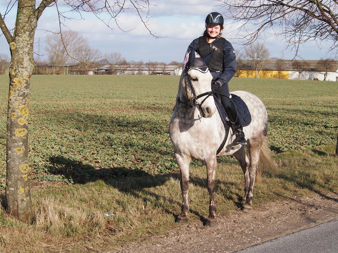 Connemara Lindholms Silver Boy [Tidl. Hest] billede 35