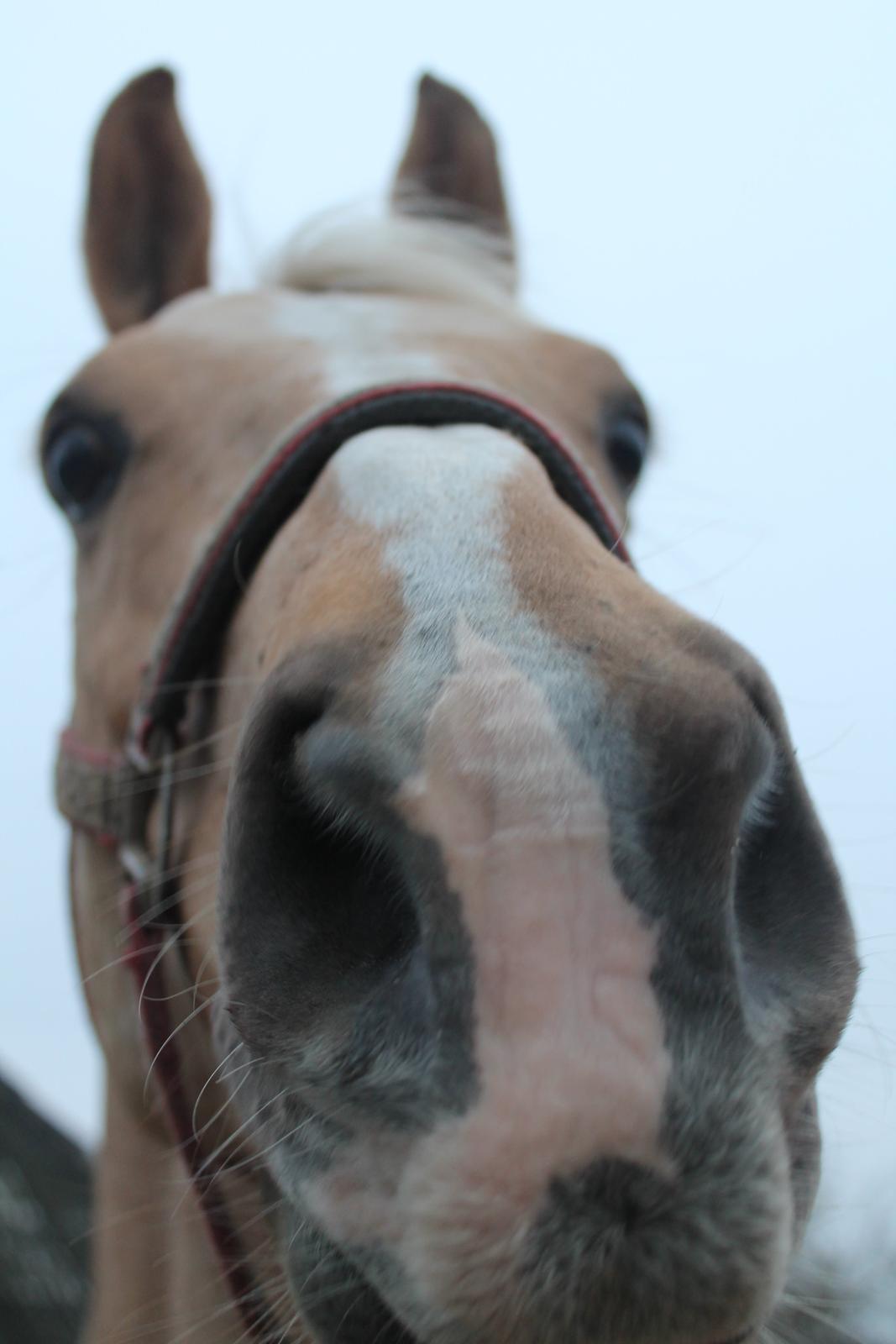 Palomino Rudolph's Cheyenne billede 15