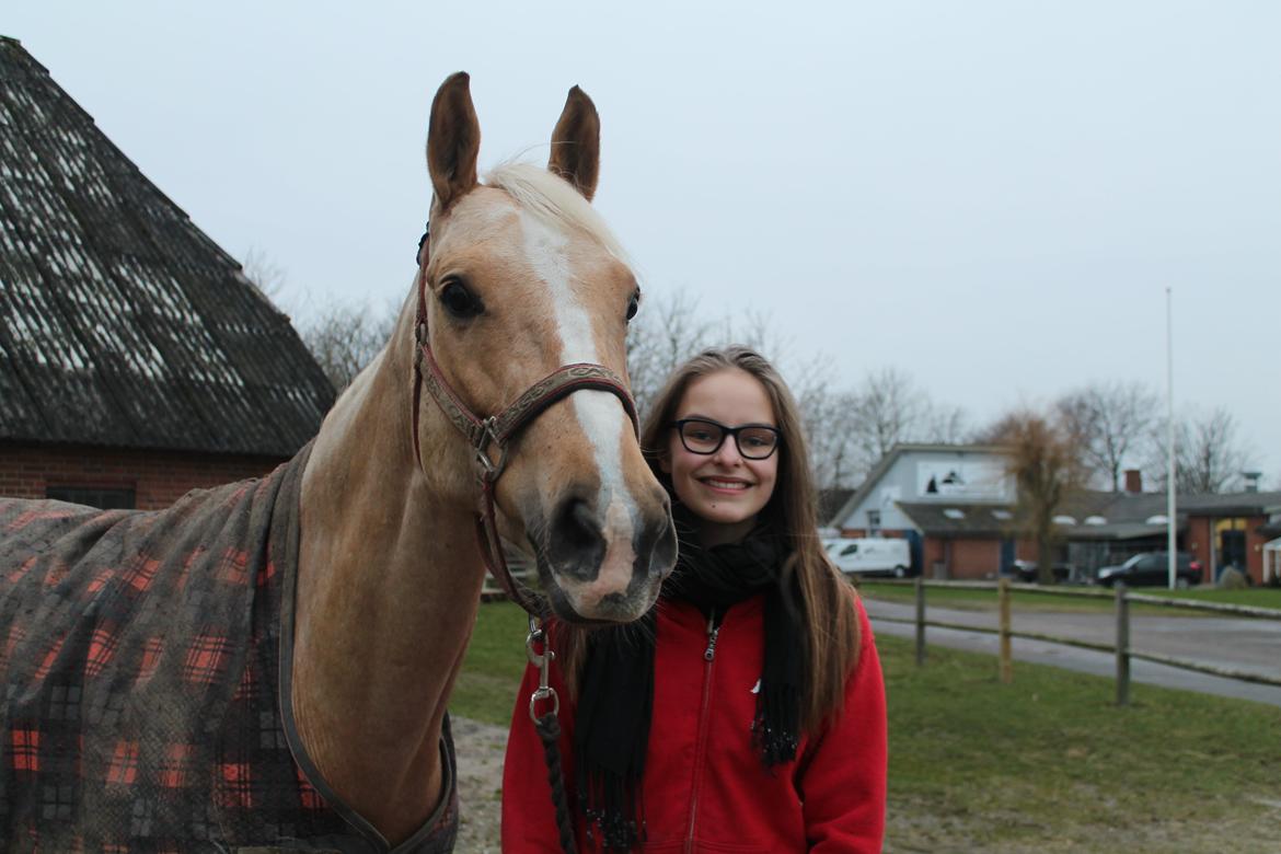 Palomino Rudolph's Cheyenne billede 18