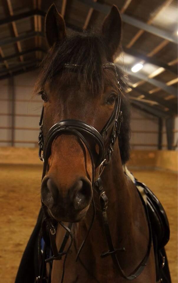 Dansk Varmblod Roman Fair - Taget af C S FOTO - Undervisning februar 2014 billede 1