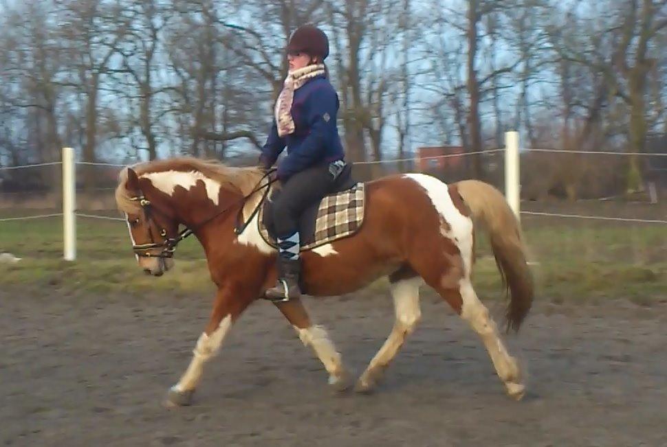 Anden særlig race Hidalgo *Drengerøven* - Min lækre dreng i dressur :)  billede 15