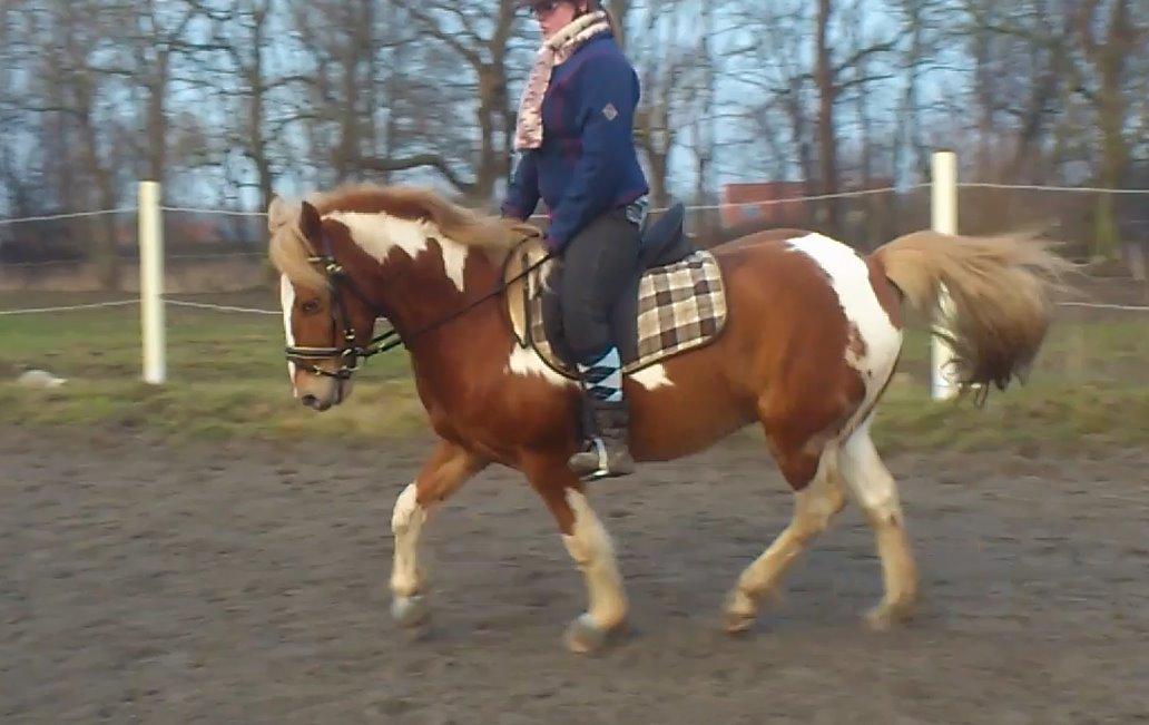Anden særlig race Hidalgo *Drengerøven* - Hidalgo og jeg til dressur undervisning :D billede 16