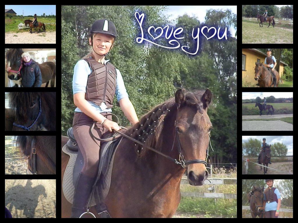 Islænder Bylgja fra solløkke (Min stjerne) billede 8