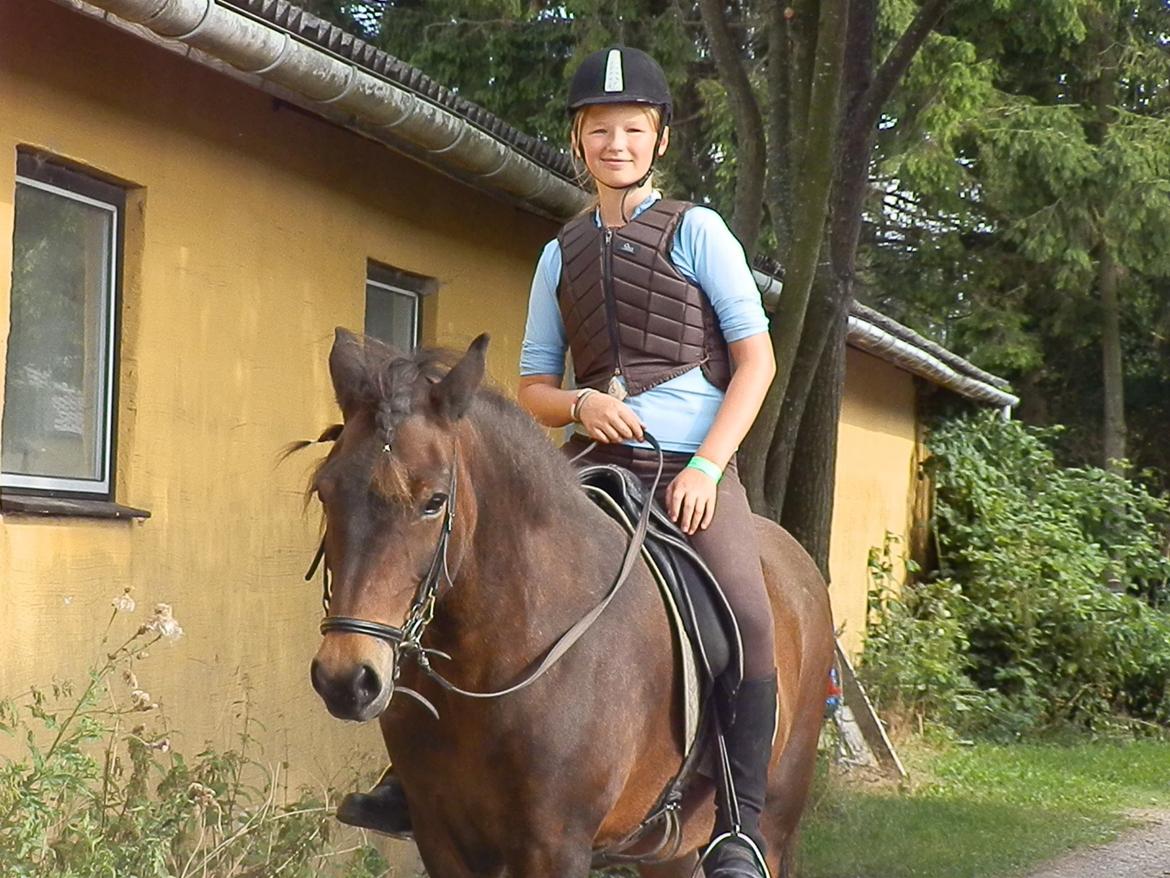 Islænder Bylgja fra solløkke (Min stjerne) billede 7