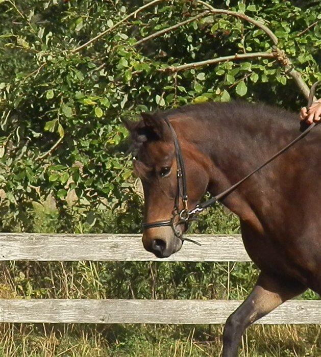 Islænder Bylgja fra solløkke (Min stjerne) billede 11