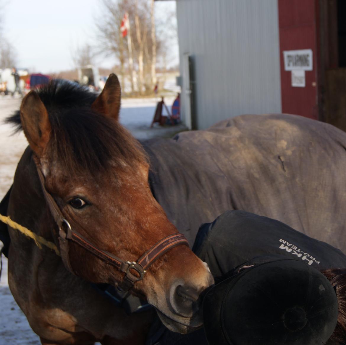 Appaloosa Krezip Von Jægermeister billede 2